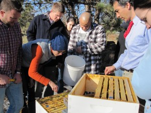 IMG_0043 Sondra gently moves bees out of the way while Viktor prepares to pour the liquid syrup into the hive.