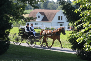 amish_2_articles